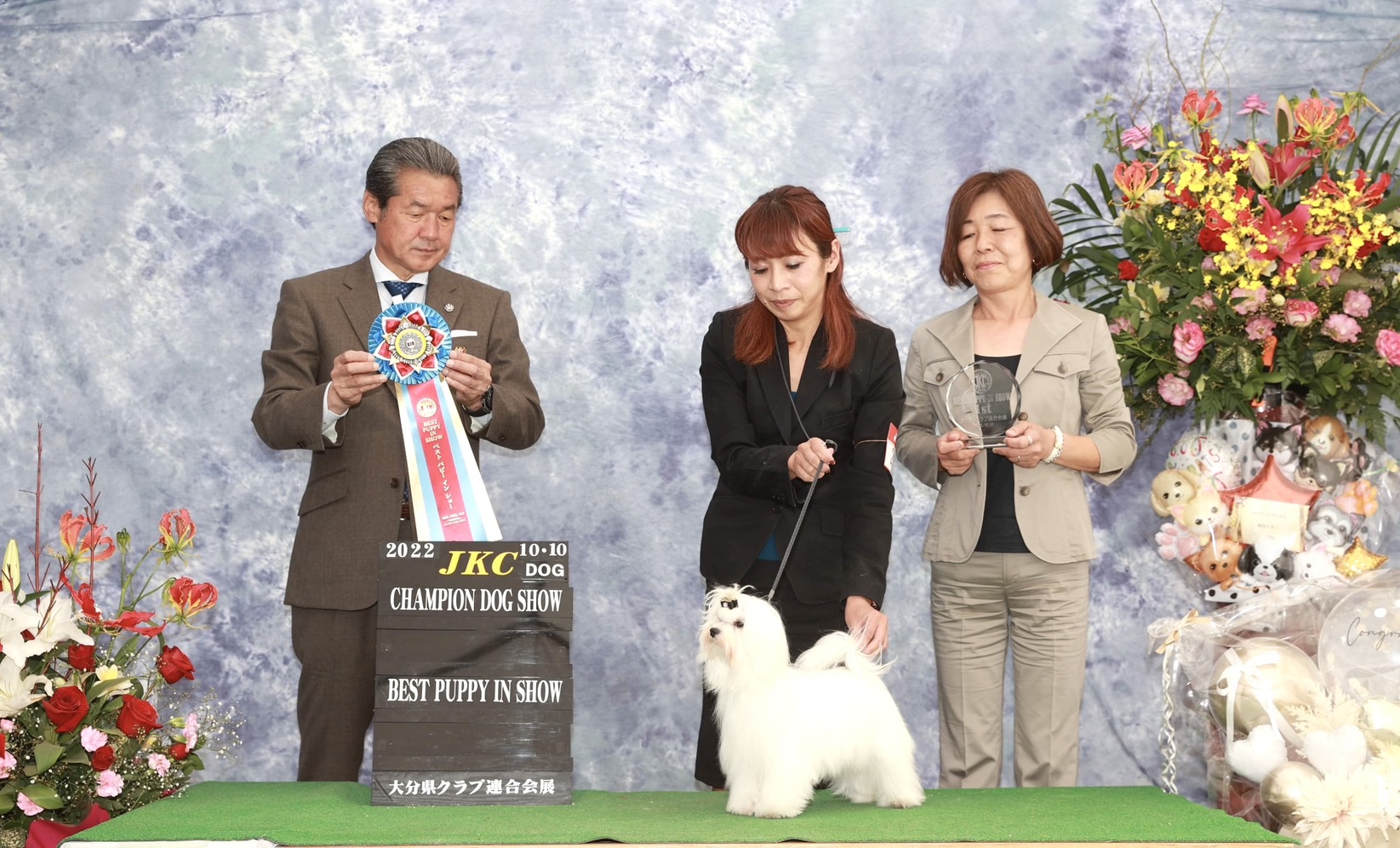 ドッグショー ラビ