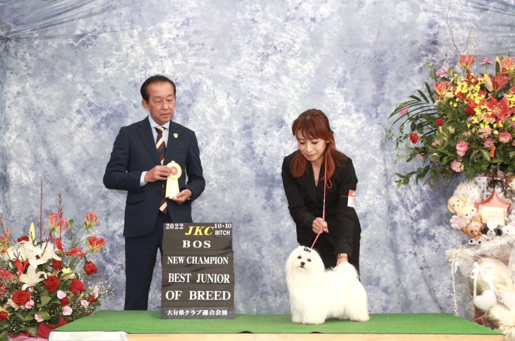 ドッグショー エマ