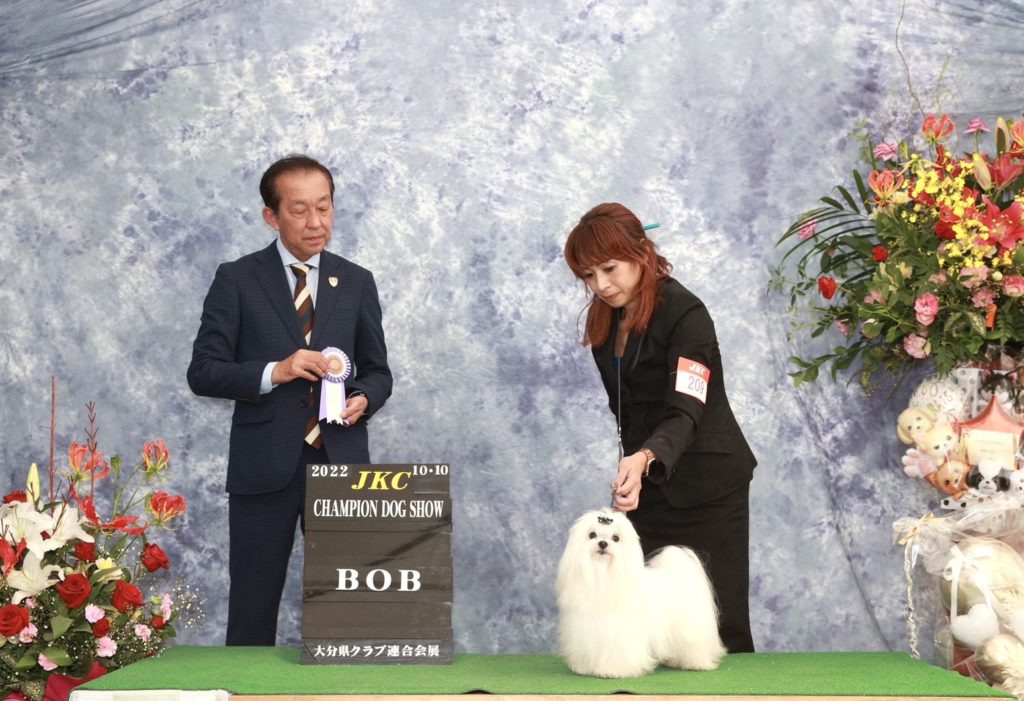 ドッグショー シー君